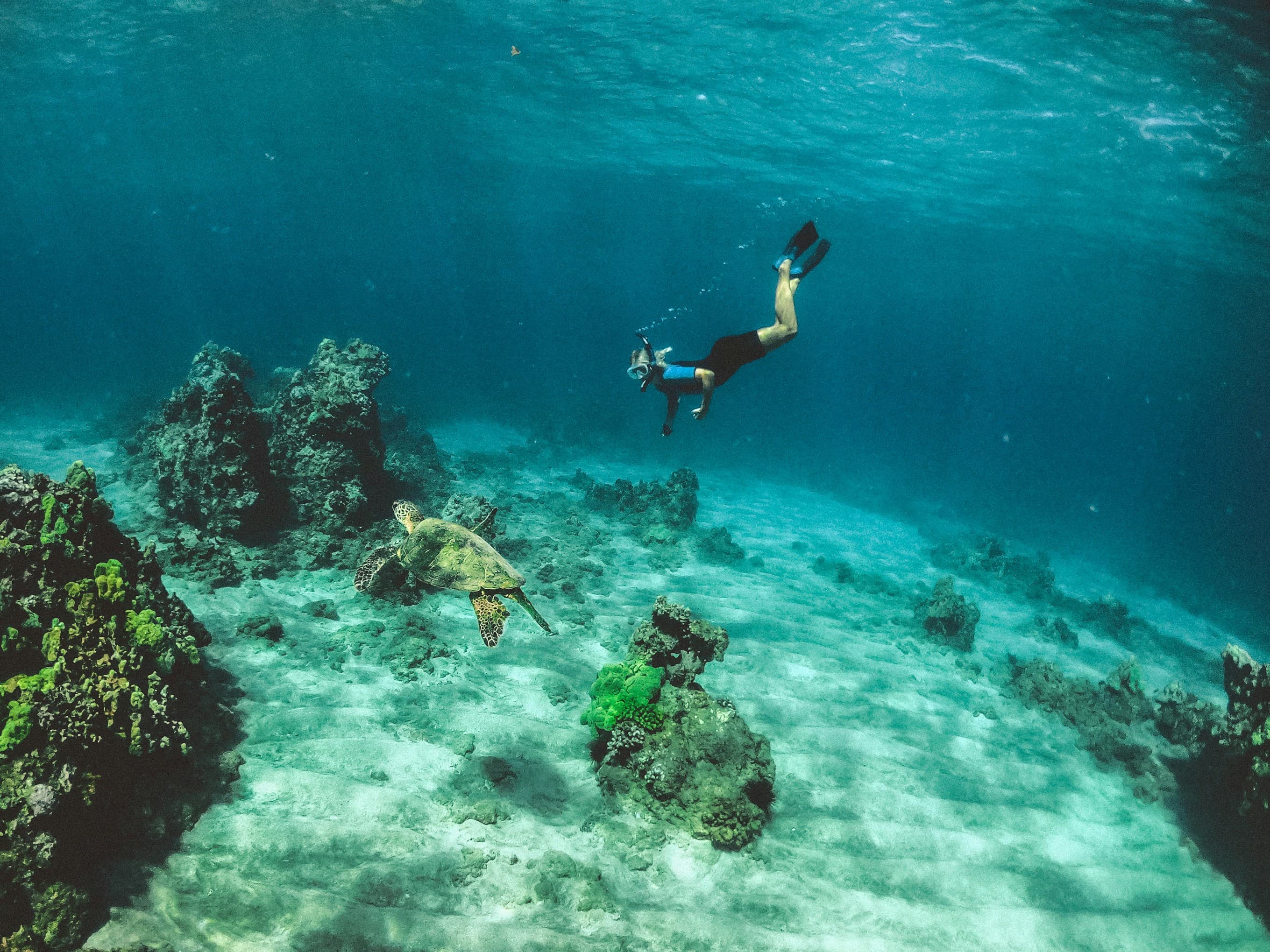 Explore the Coral Gardens and Wrecks