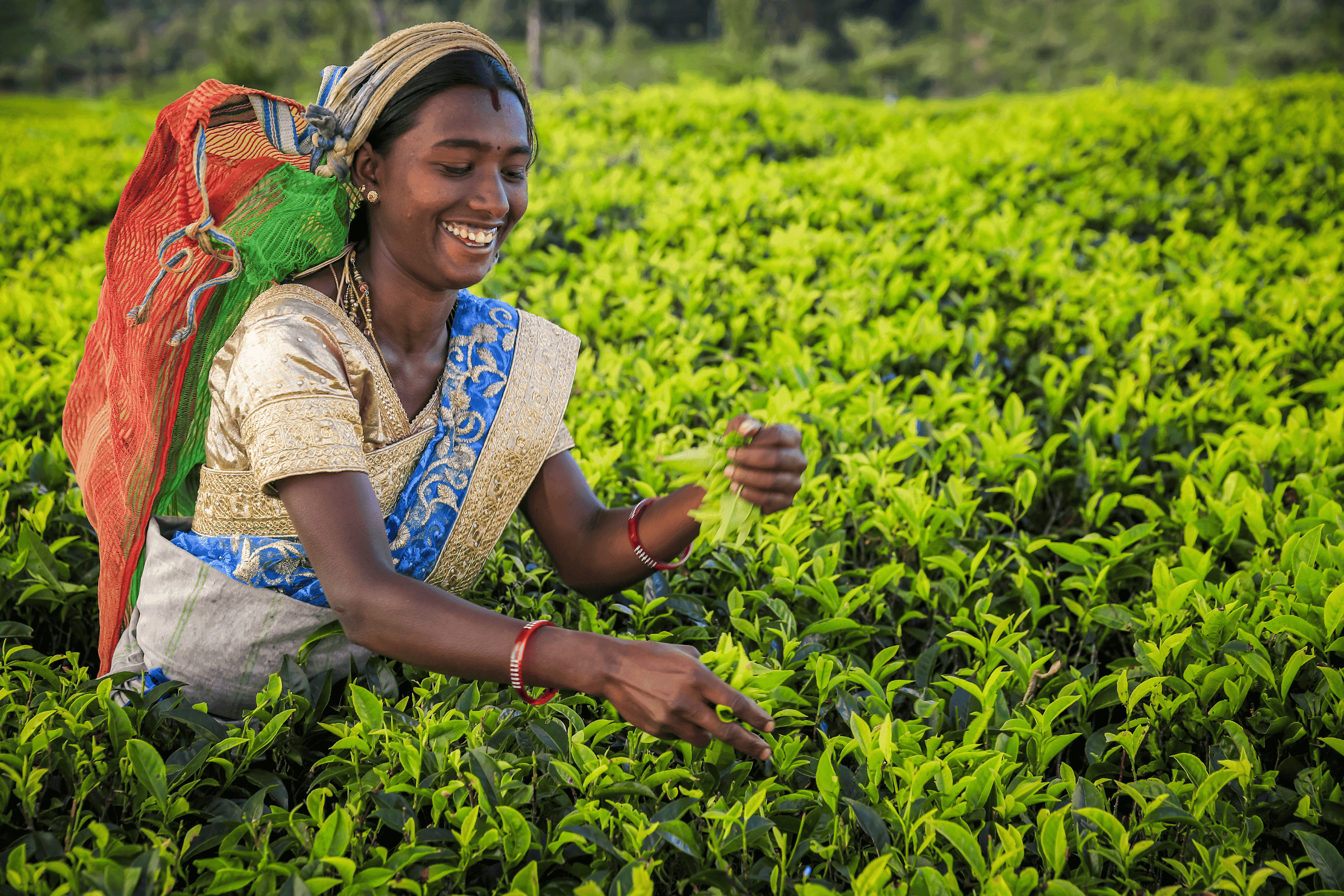 Hidden Highlands & Tea Village Escape