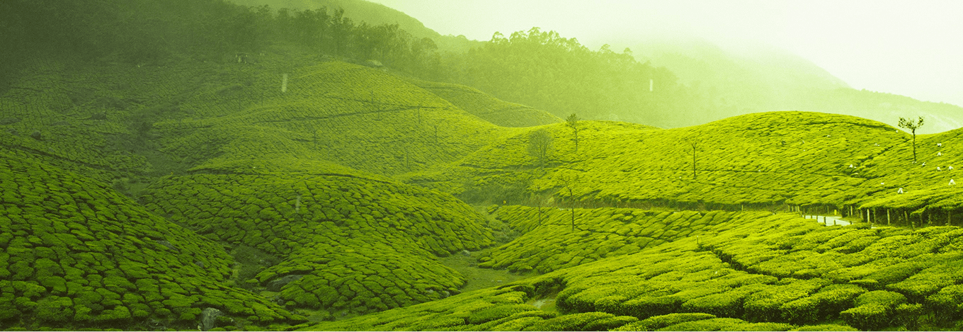 Dive into Authentic Sri Lanka